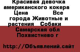 Красивая девочка американского кокера › Цена ­ 35 000 - Все города Животные и растения » Собаки   . Самарская обл.,Похвистнево г.